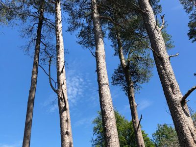 Yewfield, Lake District UK - yoga retreat - Yoga on a Shoestring