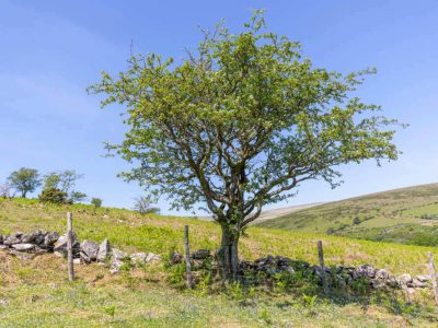 Bala Brook - YOAS - yoga retreat
