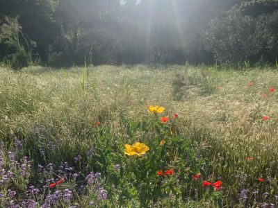 Pelion - yoga - YOAS
